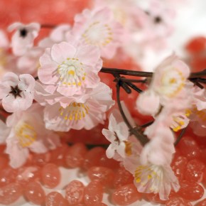 SAKURA by Jelly&nbsp;Belly
