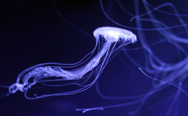 Mika Ninagawa x SUMIDA Aquarium Jellyfish kaleidoscope tunnel12