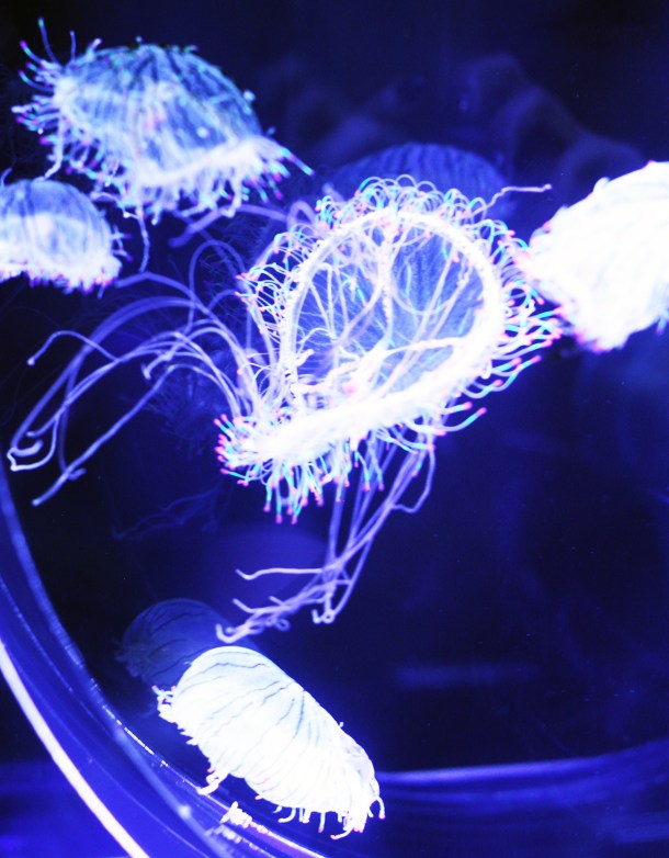 Mika Ninagawa x SUMIDA Aquarium Jellyfish kaleidoscope tunnel6