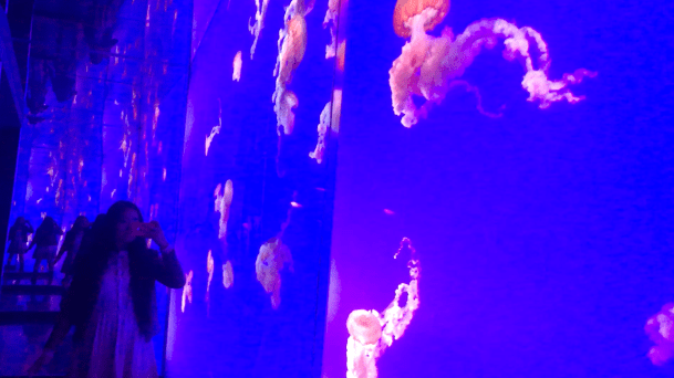 Capture d’écran 2019-02-03 à 23.49.17